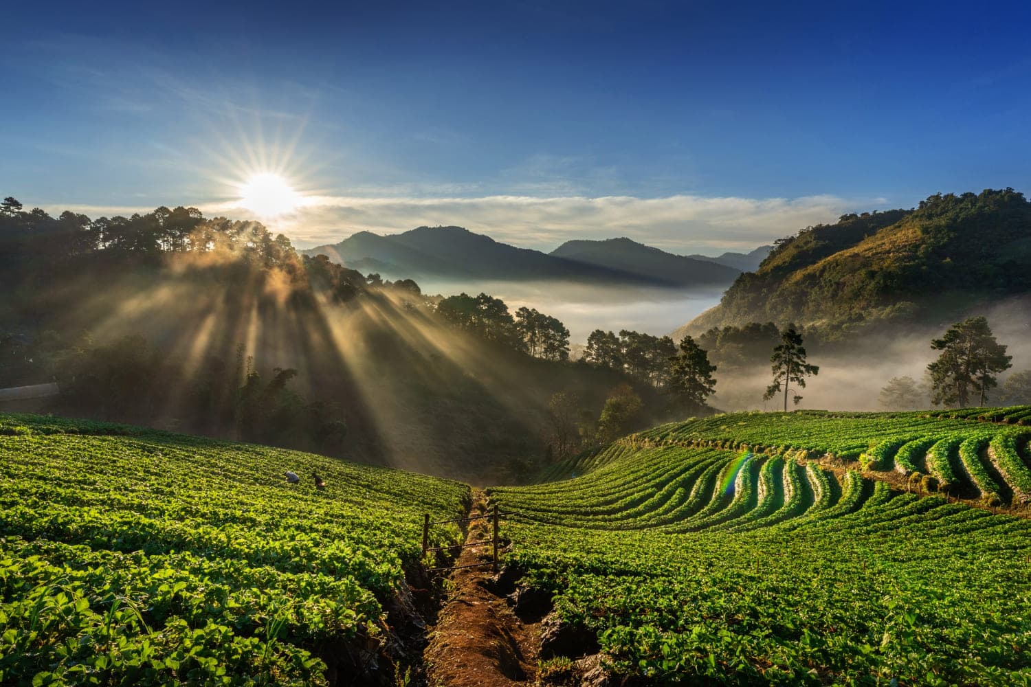 Agriculture